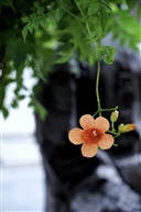 凌霄花
