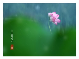 《今日小暑》