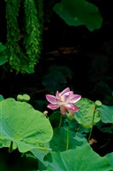杨柳依依荷花艳