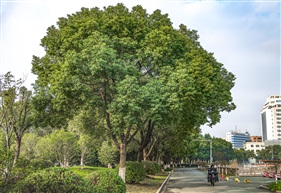 《樟树》5-2