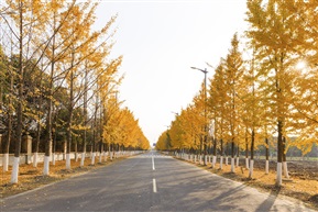 金色黎明路