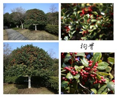 《枸骨》