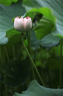 昆山三宝——并蒂莲（3）
