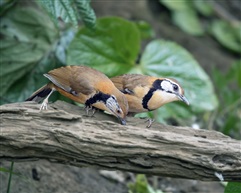 《争食》
