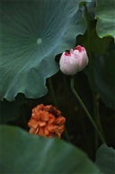 昆山三宝——并蒂莲（2）