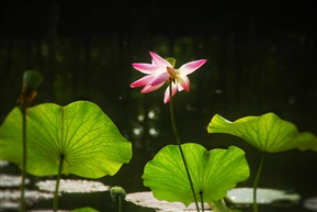 莲