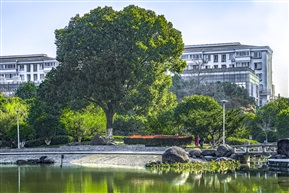 《樟树》5-1
