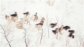 野鸭戏雪图