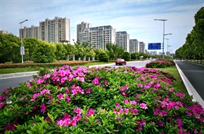 鲜花大道