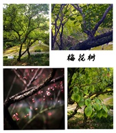 《梅花树》