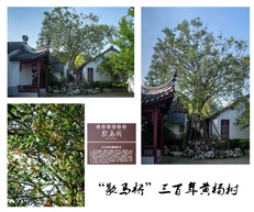 《黄杨树》