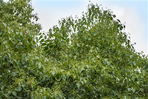 《樟树》5-4