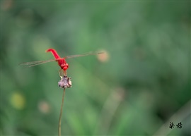 立