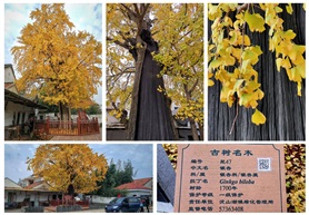 《古银杏》
