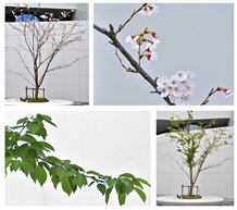 《早樱树》