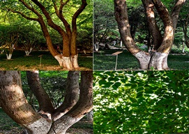 《糙叶树》