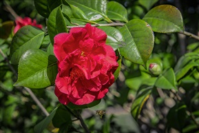 《茶花树》5-4