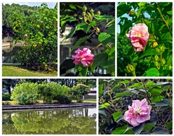 木芙蓉