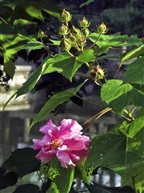 木芙蓉5-4