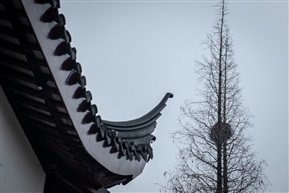 水杉树（五）