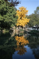 《银杏》1