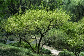 《梅花树》5-4