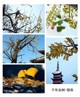 《古银杏》