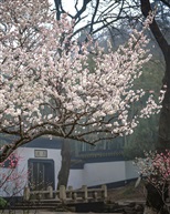 《梅花树》5-2
