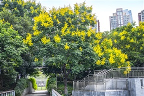 《栾树（2）》6-2
