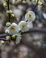 《梅花树》5-3