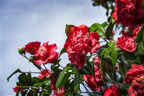 《茶花树》5-5