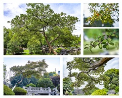 《黃杨树》