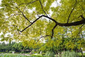 《豆槐》6-6