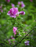 《木槿》5-3