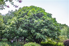 《石楠树》5-4