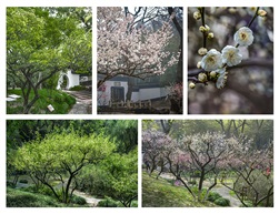 《梅花树》