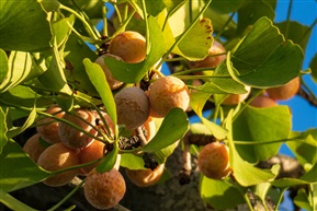 银杏组照1