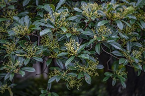 《石楠树》5-3