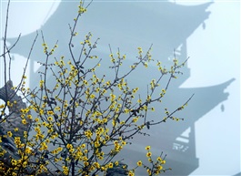 《凌寒独自开》