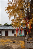银杏组照4