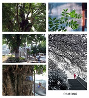 《小叶白蜡》组图