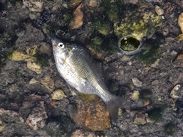鳑鲏鱼