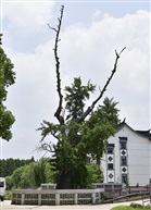 《百年银杏》2