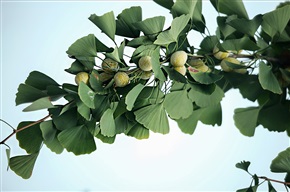 《银杏》6