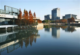 杉树