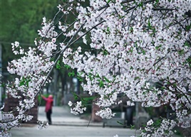 《樱花烂漫》