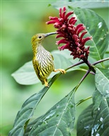 《吮蜜》