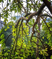 《龙爪槐》7-7