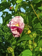 木芙蓉5-5