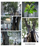 《木瓜树》组图